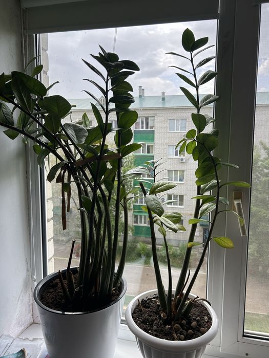 Продам комнатные цветы