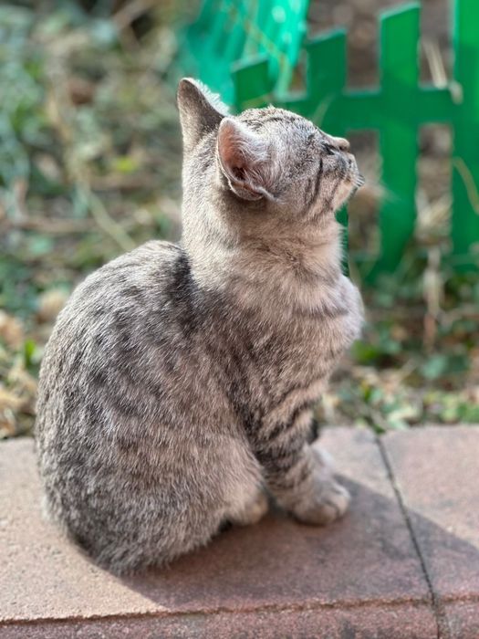 Котята ищут дом и семью