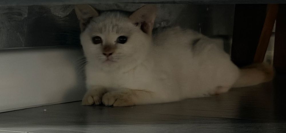 Кошка пародочный