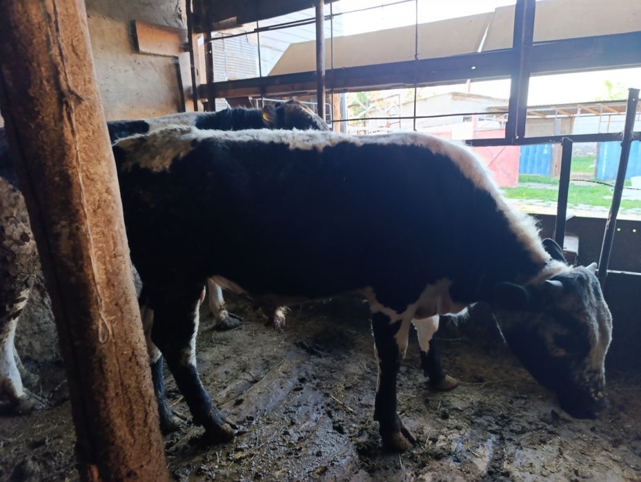 Бұқа, бычок , бык. 600к сатылады