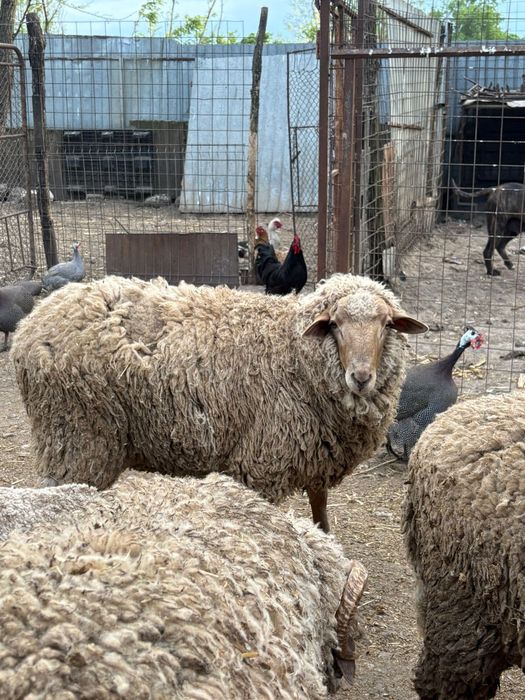Berbeci de vânzare