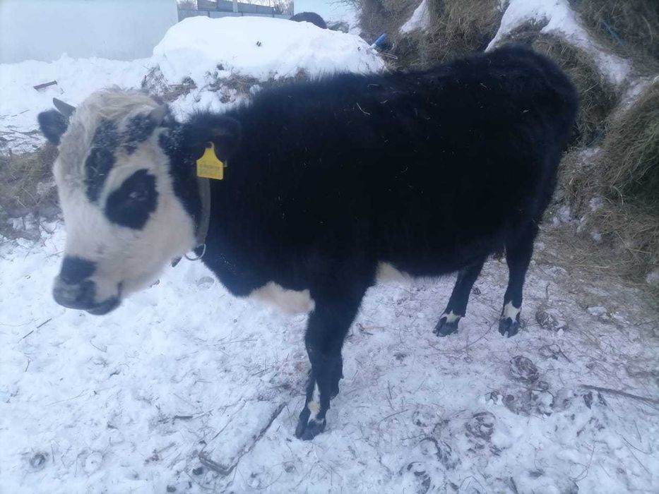 Годавалая телечка