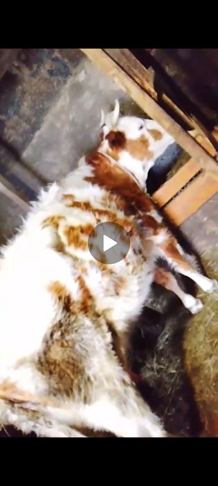 Продам дойную корову