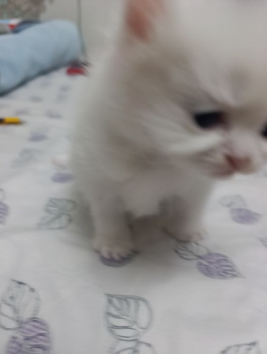 веслоушки красивые