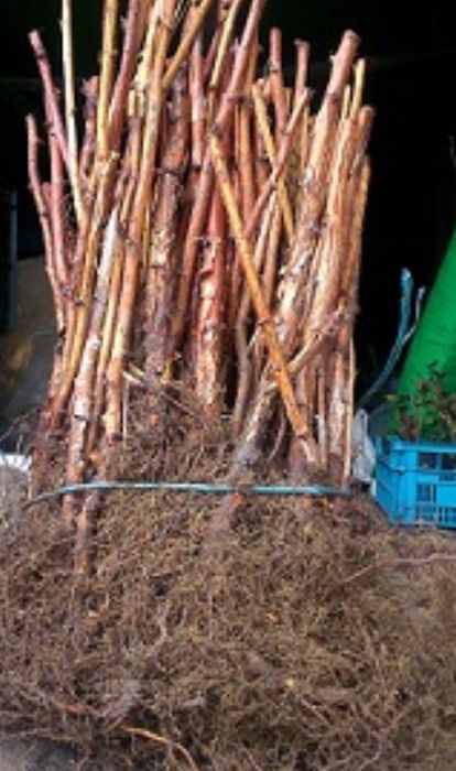 РАЗСАД Малини и Ягоди