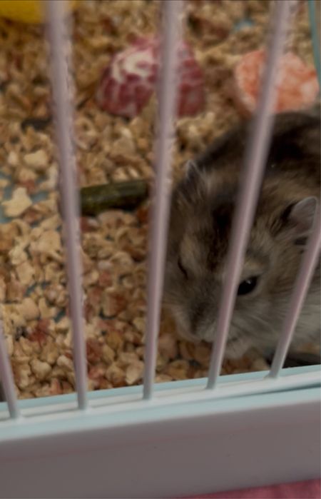 Отдам Хомяка с клеткой новый