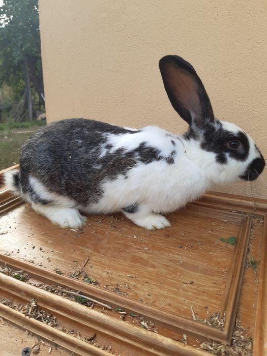 Vând iepuri masculi și femele