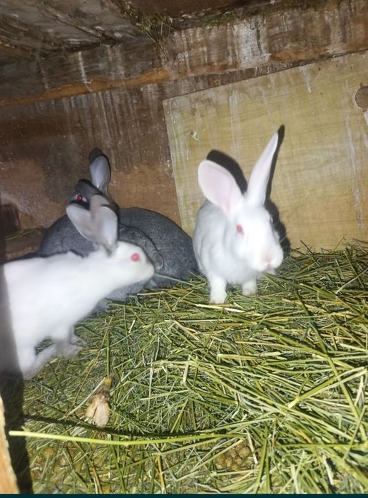 Quyon sotilad srocni