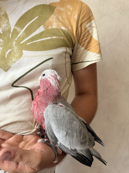 Pui papagal vorbitor rosa kakadu