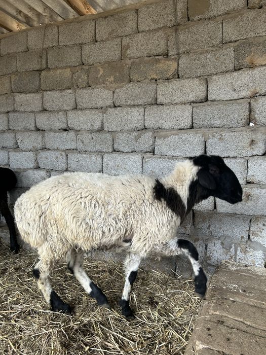 Кошкар 1-1,5 жасар