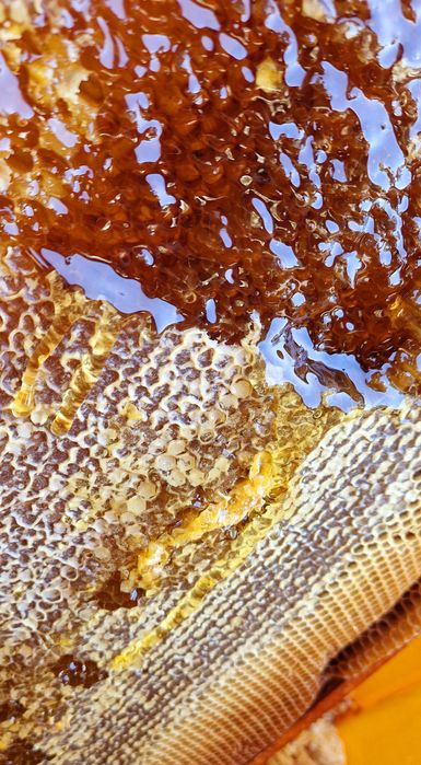 • Miere de albine 2025 •