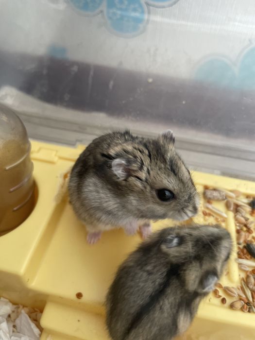 Хомяки предзаказ . Успевай забрать своего питомца