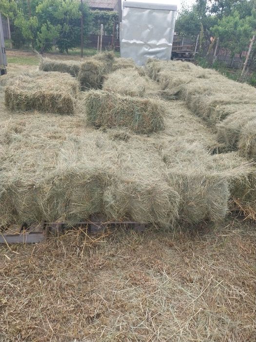 Vând baloti de fân de grădină