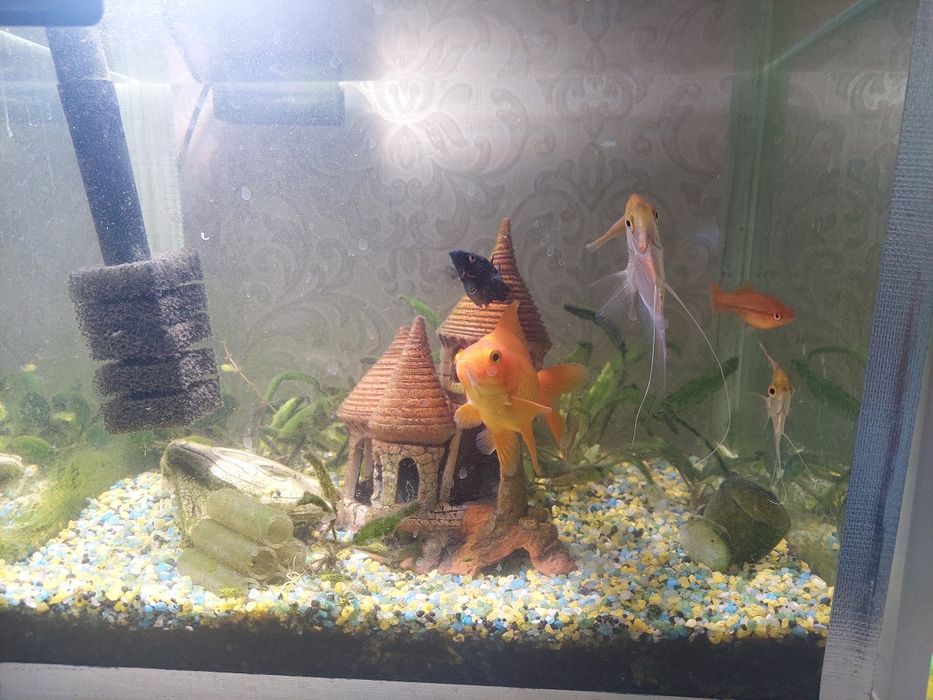 Продаётся аквариум с рыбками
