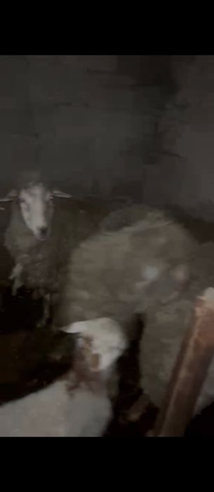 Продам баран с ягнятами