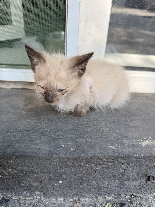 Отдам котят в добрые руки