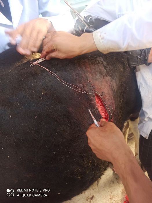 Kafolatli veterinariya xizmati