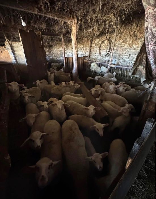 Продавам агнета за празниците