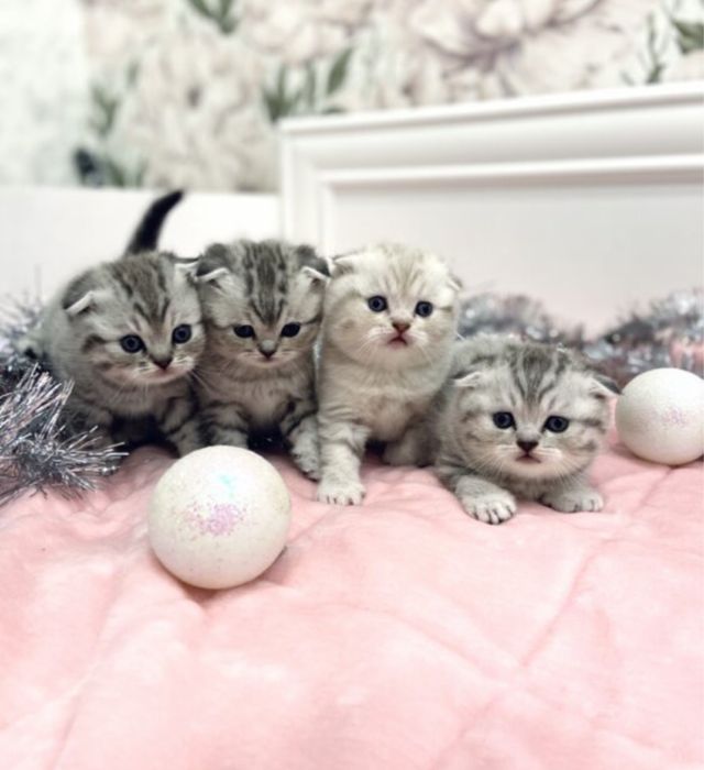 Симпатичные Котодетки