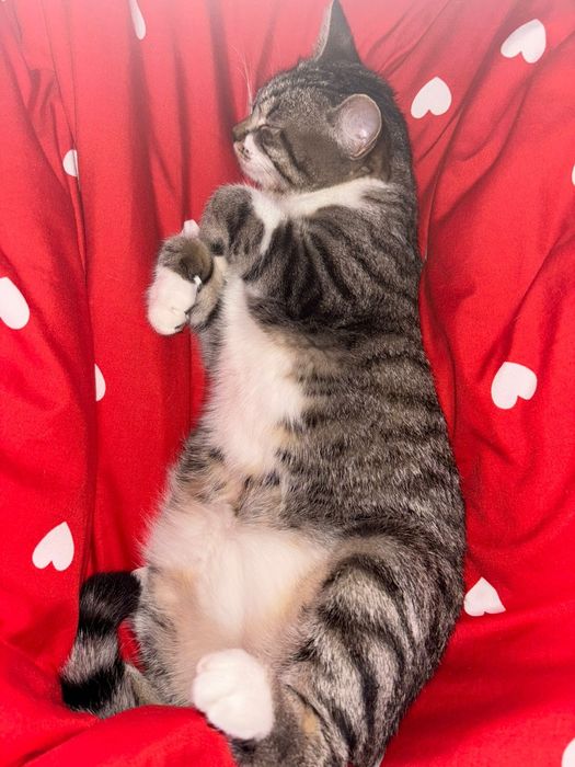 кошка    девочка