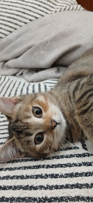 Бесплатно кошечка!