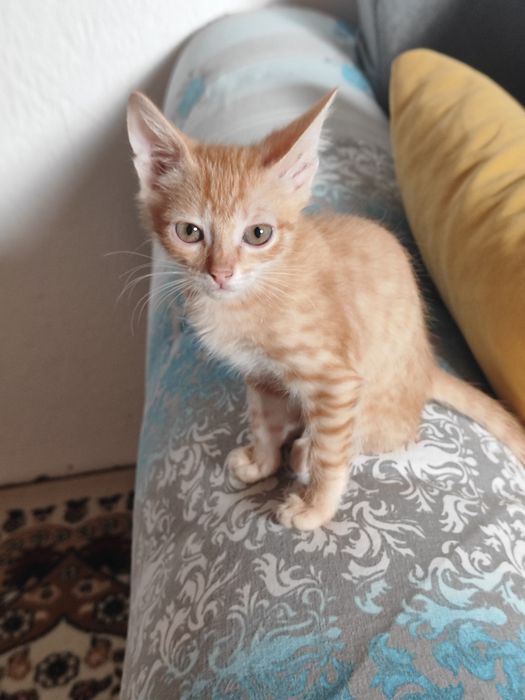 Котята мальчики отдаём