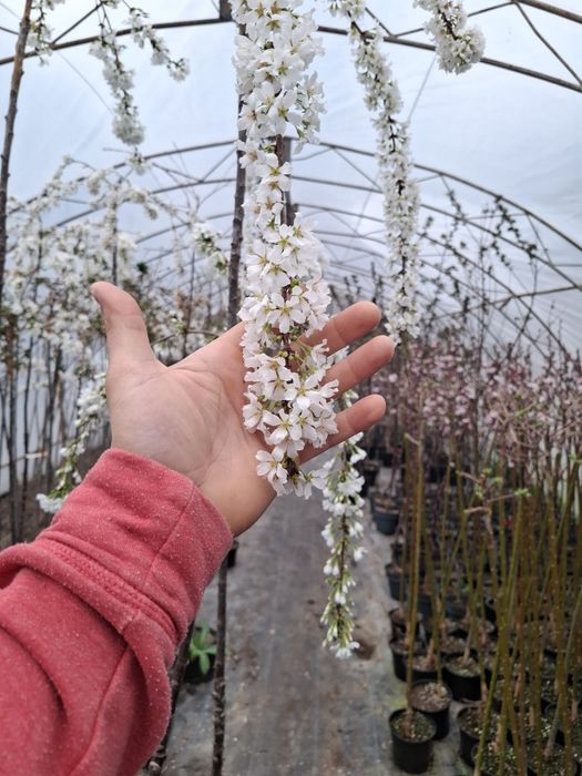 Плачеща японска вишна snow fountain