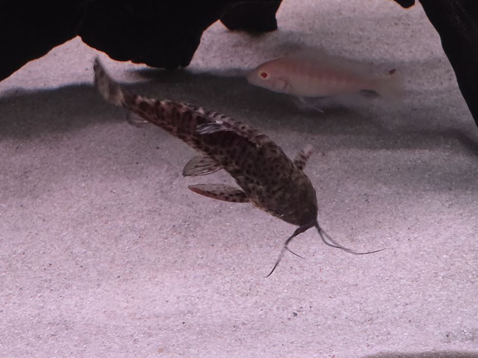 Сомики Таракатум 2шт.