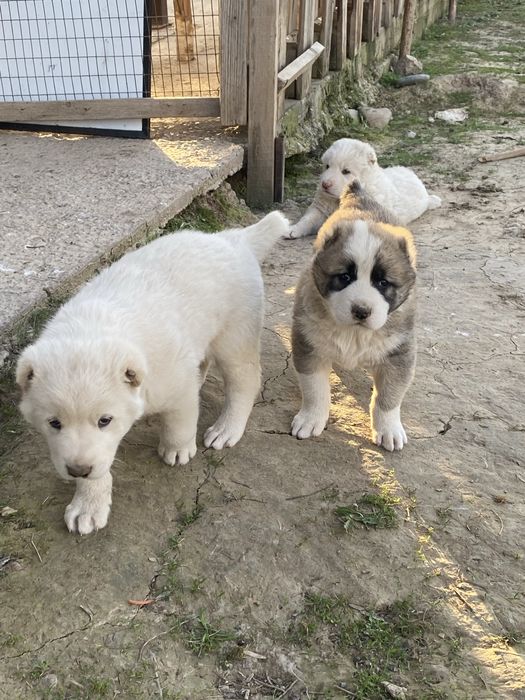 Күшіктер.   Шенки