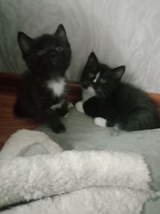 Отдам котят бесплатно