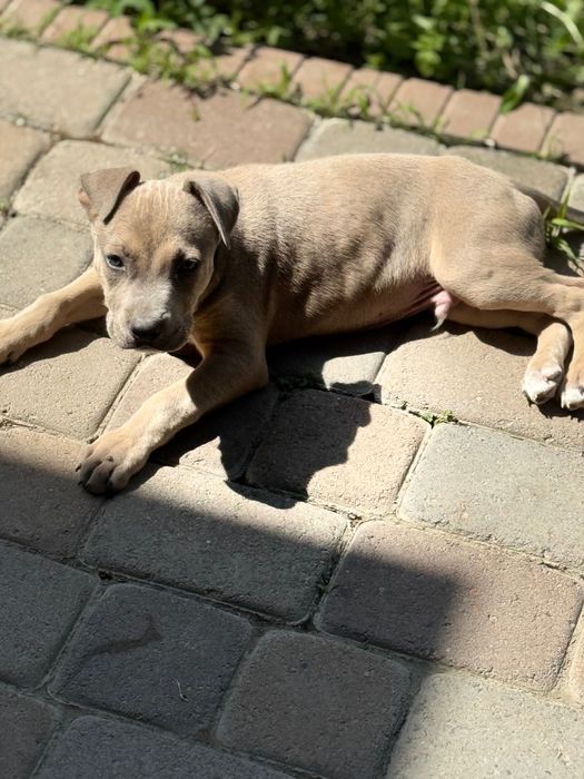 Щенок питбуля — настоящий красавец и охранник