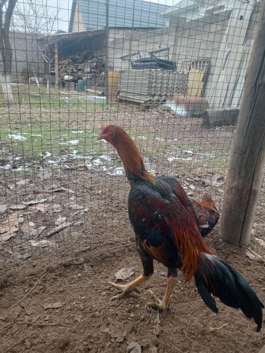 Дакан Шоше 9айлык