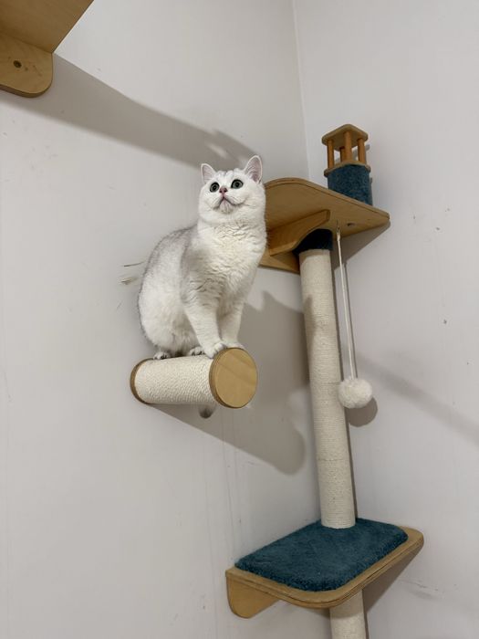 Продается Британская шиншилла