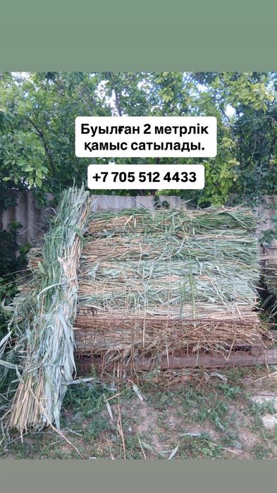 Камыс сатылады.