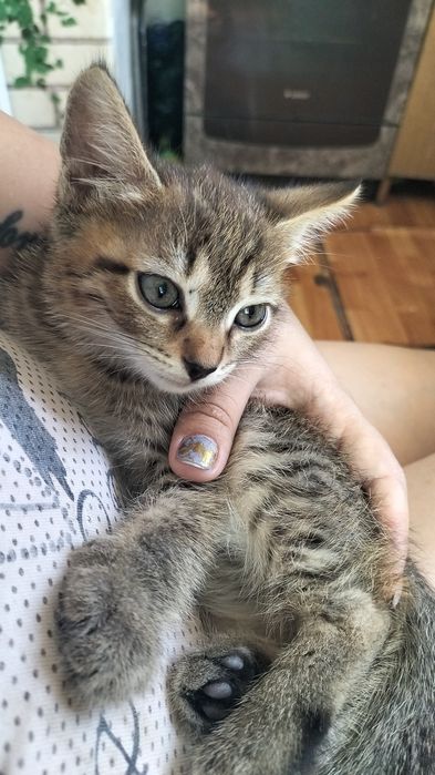 Отдам котят в хорошие руки
