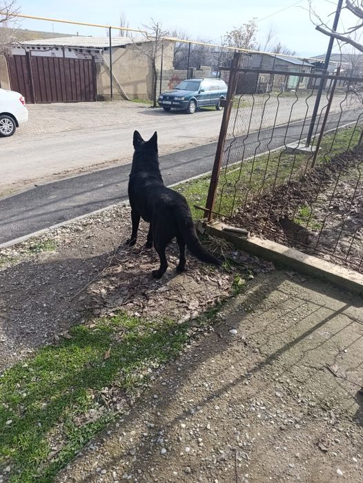 Щенки немецкой овчарки