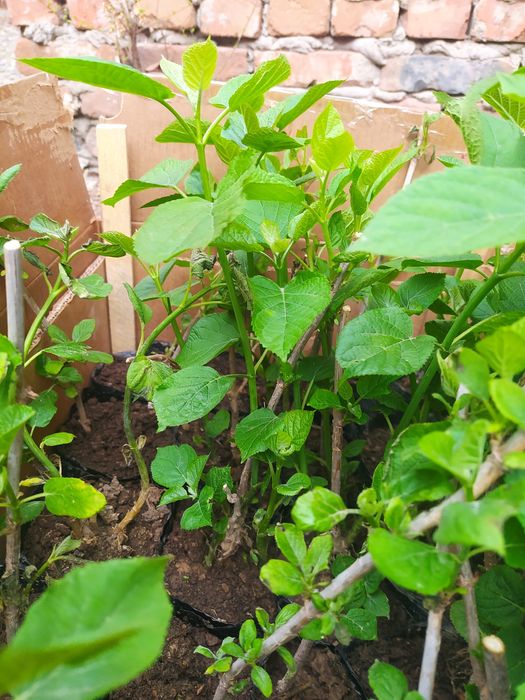 Продажа Саженцев Павлодар