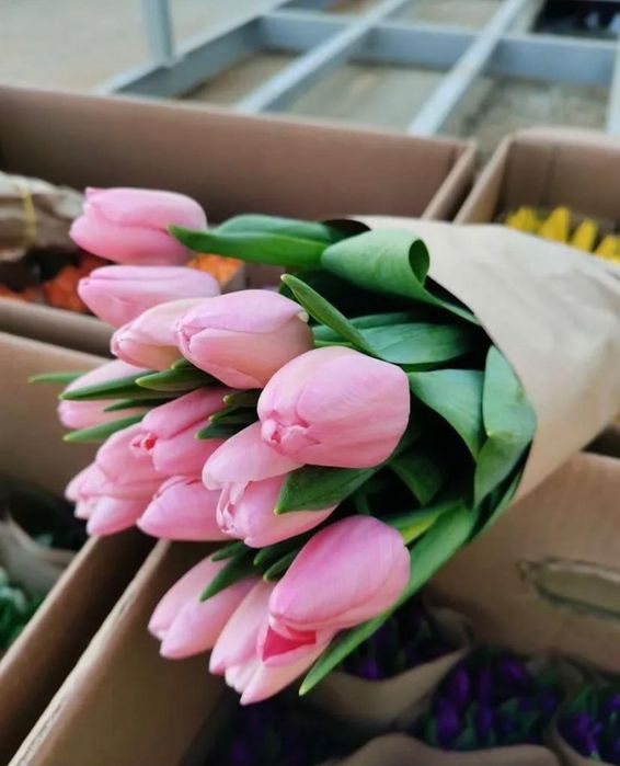 Тюльпаны в розницу и оптом