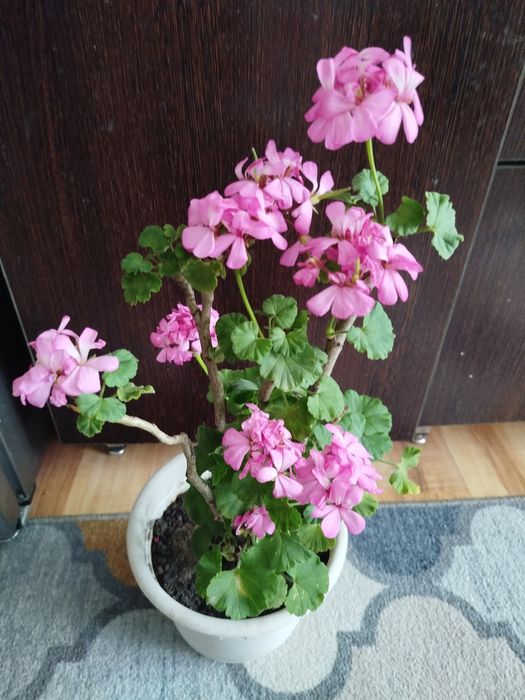 Продам пеларгонию розового цвета