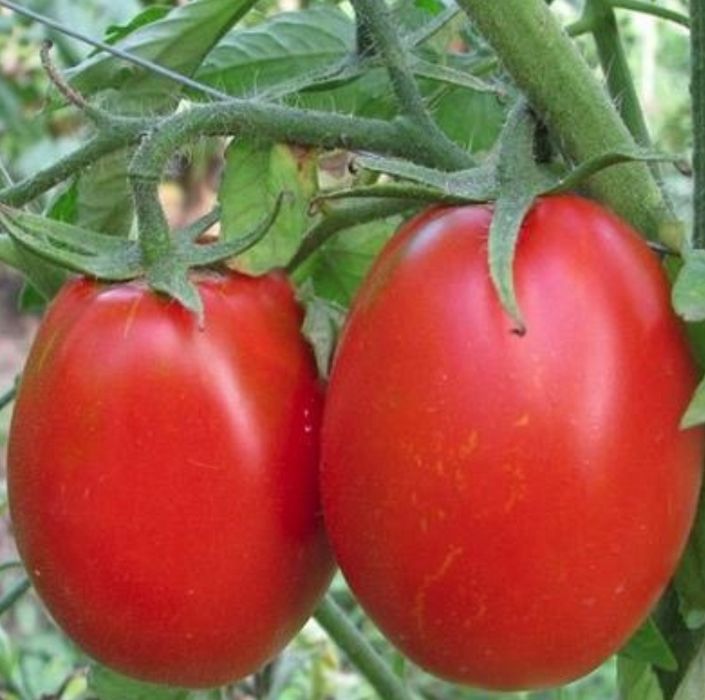Продам рассаду .