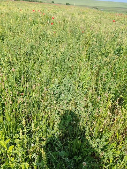 Lucernă necosită, 5 ha