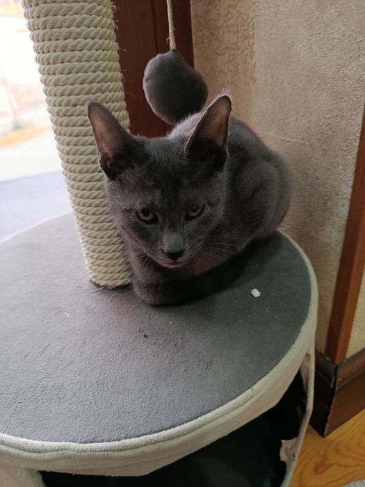 Кошка порода карат