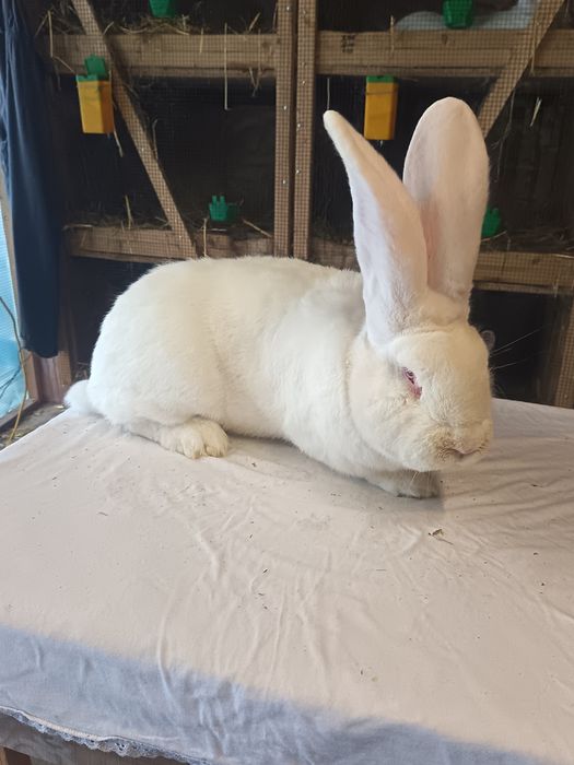 Uriaș german Alb. Uriaș German gri fier. Cocoș Australop.