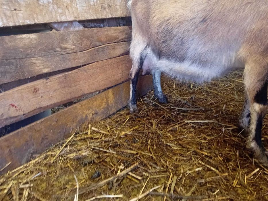 Capre cu cate 2 iezi foarte bune