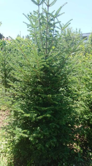 Brazi argintii soi 100% romanesc