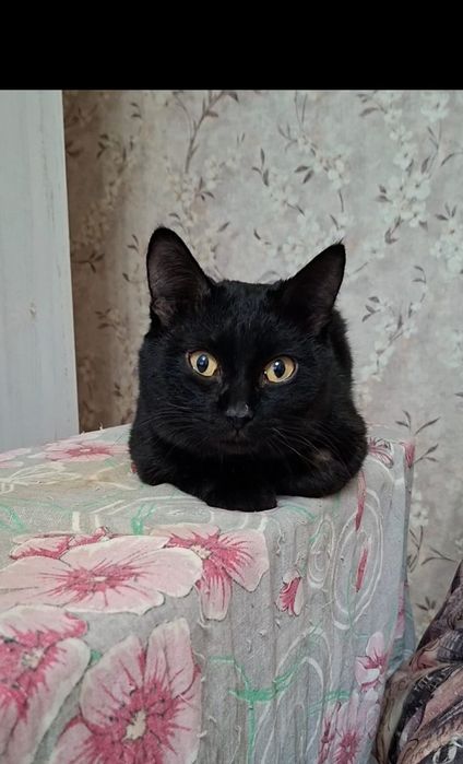 Милый добрый котик Басик в добрые руки!