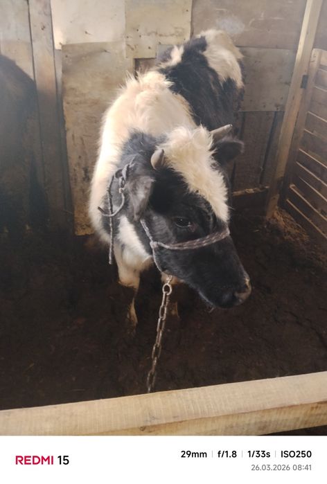 Продам бычков и телочку