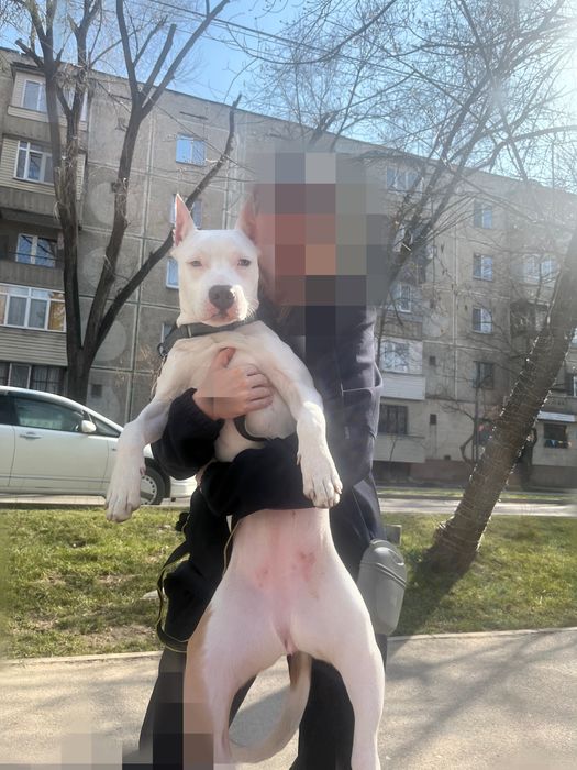 Продам щенка стаффорда