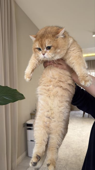 Vyazkaga! qiz mushuklani taklif qiladi