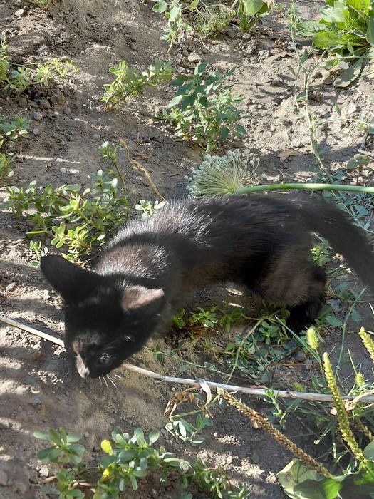 Отдам даром котят